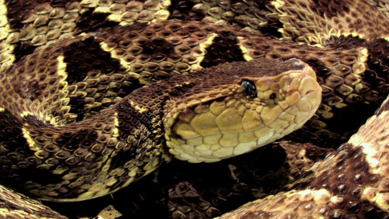 Imagen de Niño de tres años es mordido por serpiente venenosa en Danlí, El Paraíso