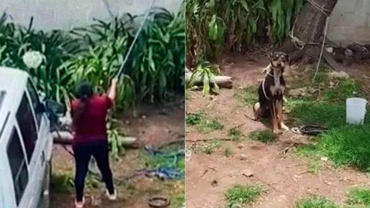 Graban a mujer colgando a un perro de un árbol para 'sacrificarlo'