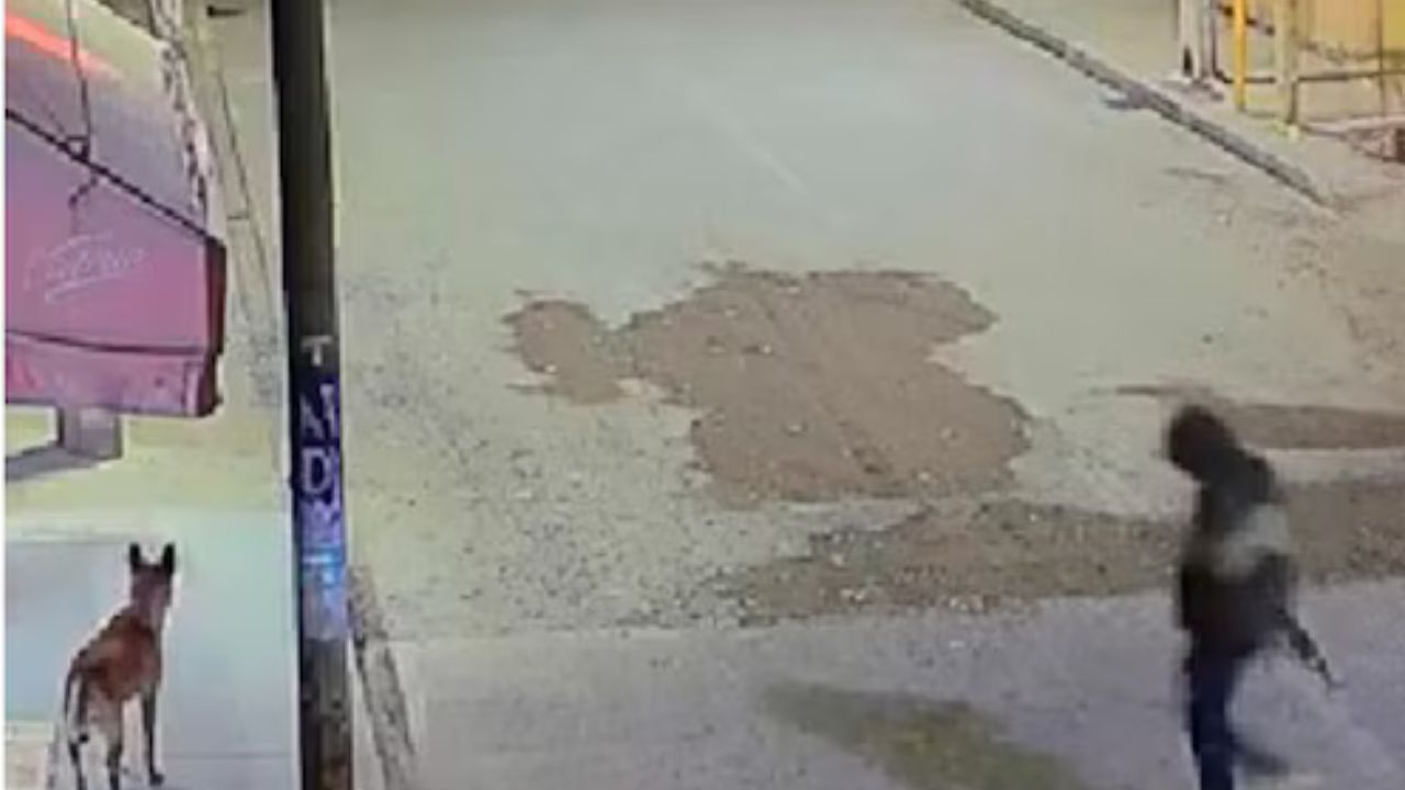 Graban cuando un fiscal dispara y mata a un perro de la calle