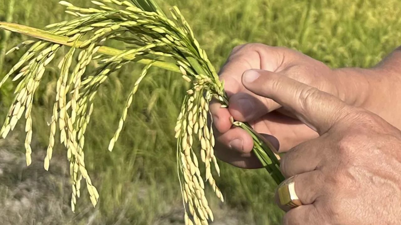 ¿De cuánto son las pérdidas en la producción de arroz, según productor?