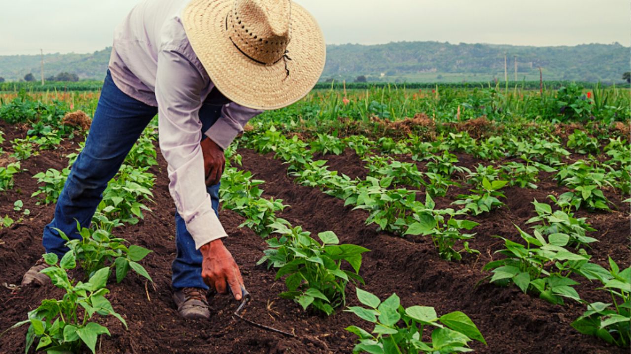Editorial HRN: 'Volver al campo', ¿la  promesa  más populista?