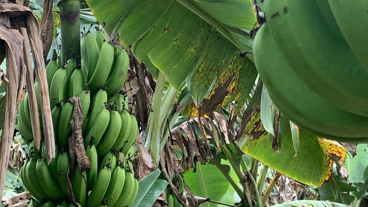 Imagen de 'Yo los compré': va preso joven acusado de robar guineos en San Manuel