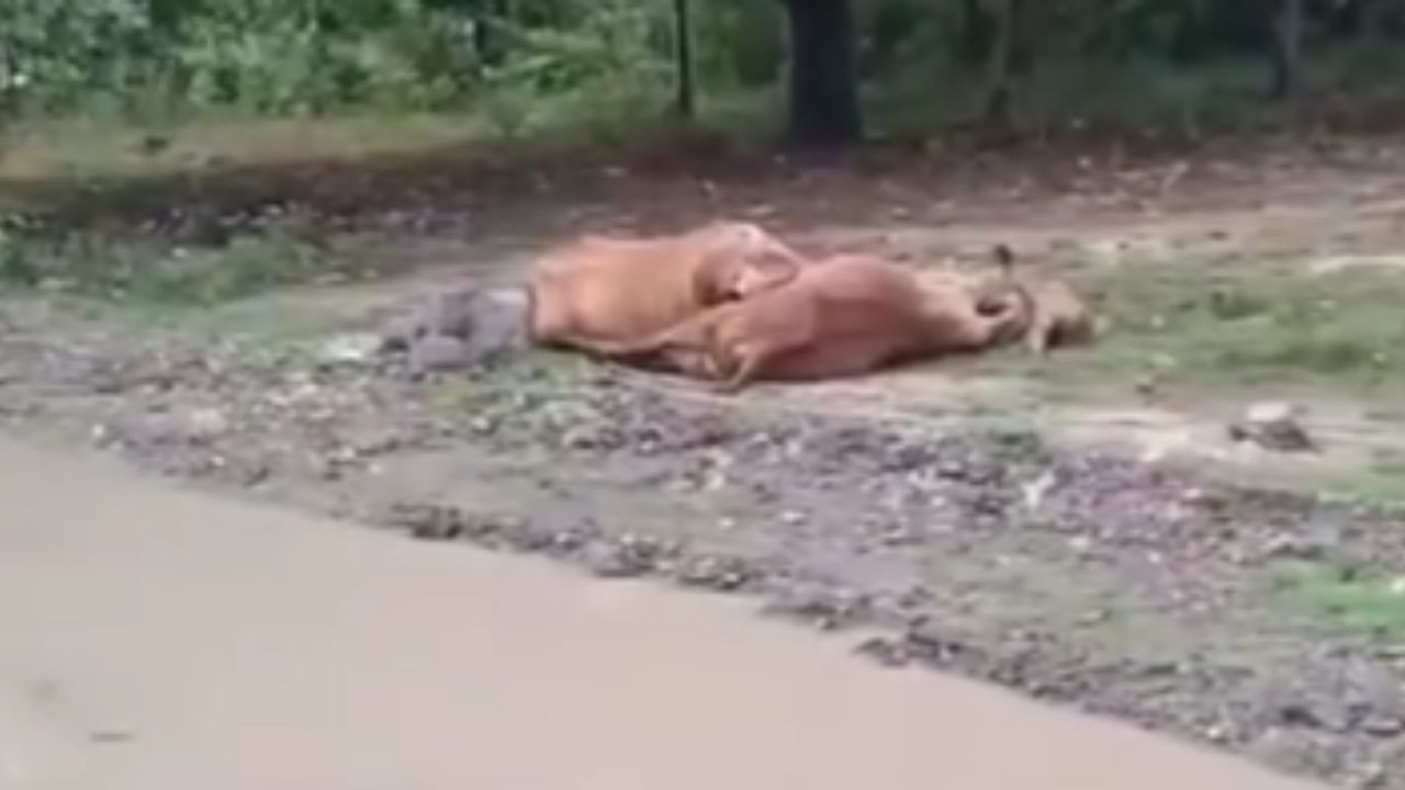 Vacas mueren electrocutadas por alambre tirado en la calle, en Choloma