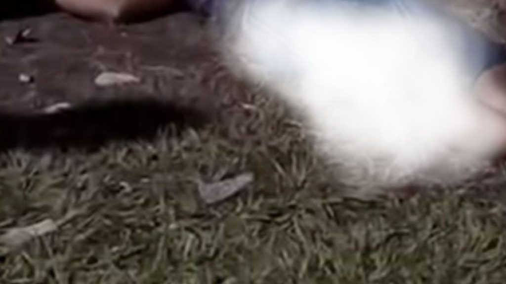 Imagen de cuerpo de nota