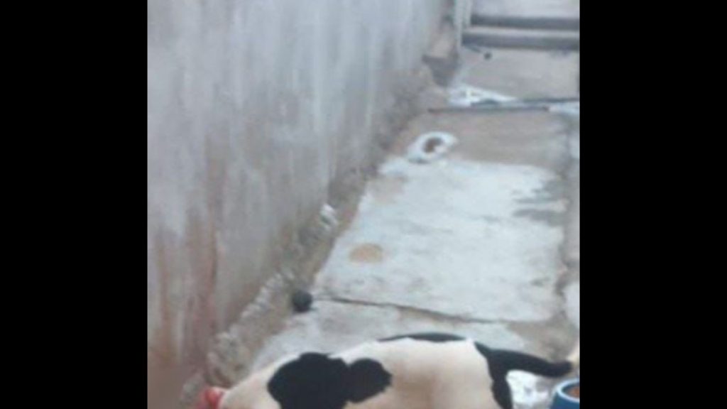 Imagen de cuerpo de nota