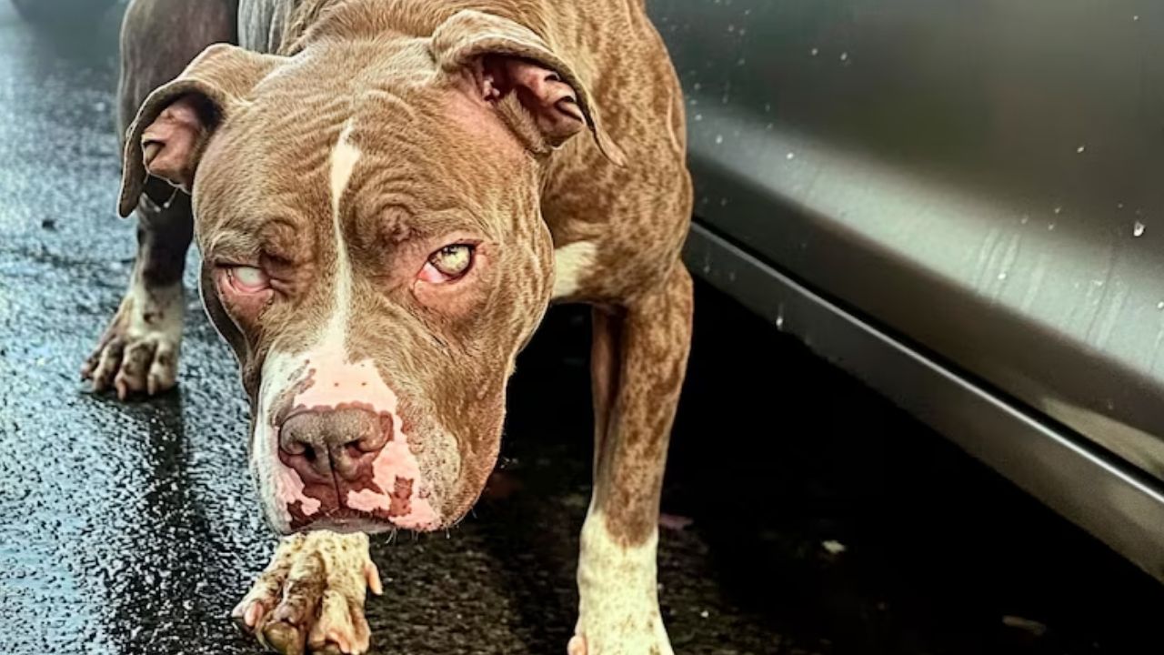 'Era el alma de las fiestas', niño muere tras ser atacado por nueve perros