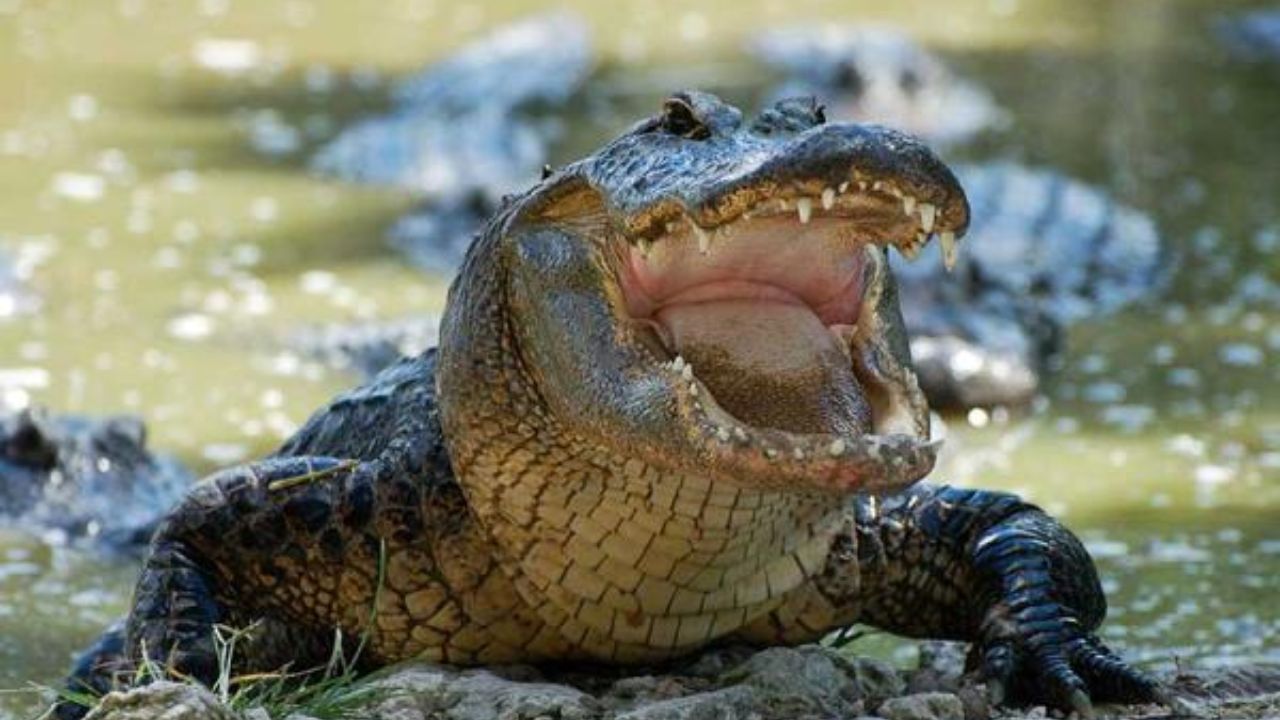 Cocodrilo ataca a hombre de 81 años mientras pescaba, en Atlántida