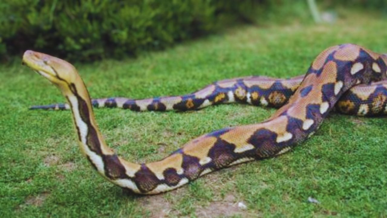 Imagen de Como en las películas: Enorme serpiente se traga a un agricultor cuando trabajaba