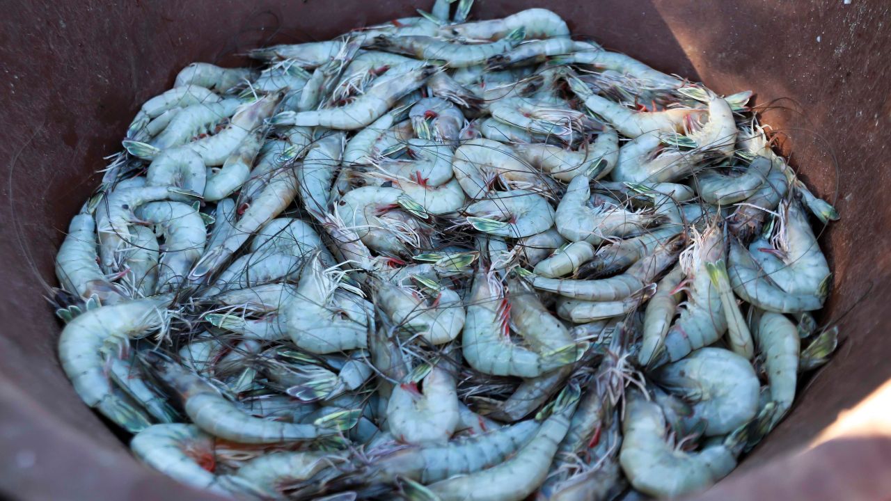 Honduras exportará camarón y peces a Corea del Sur tras diez años de TLC