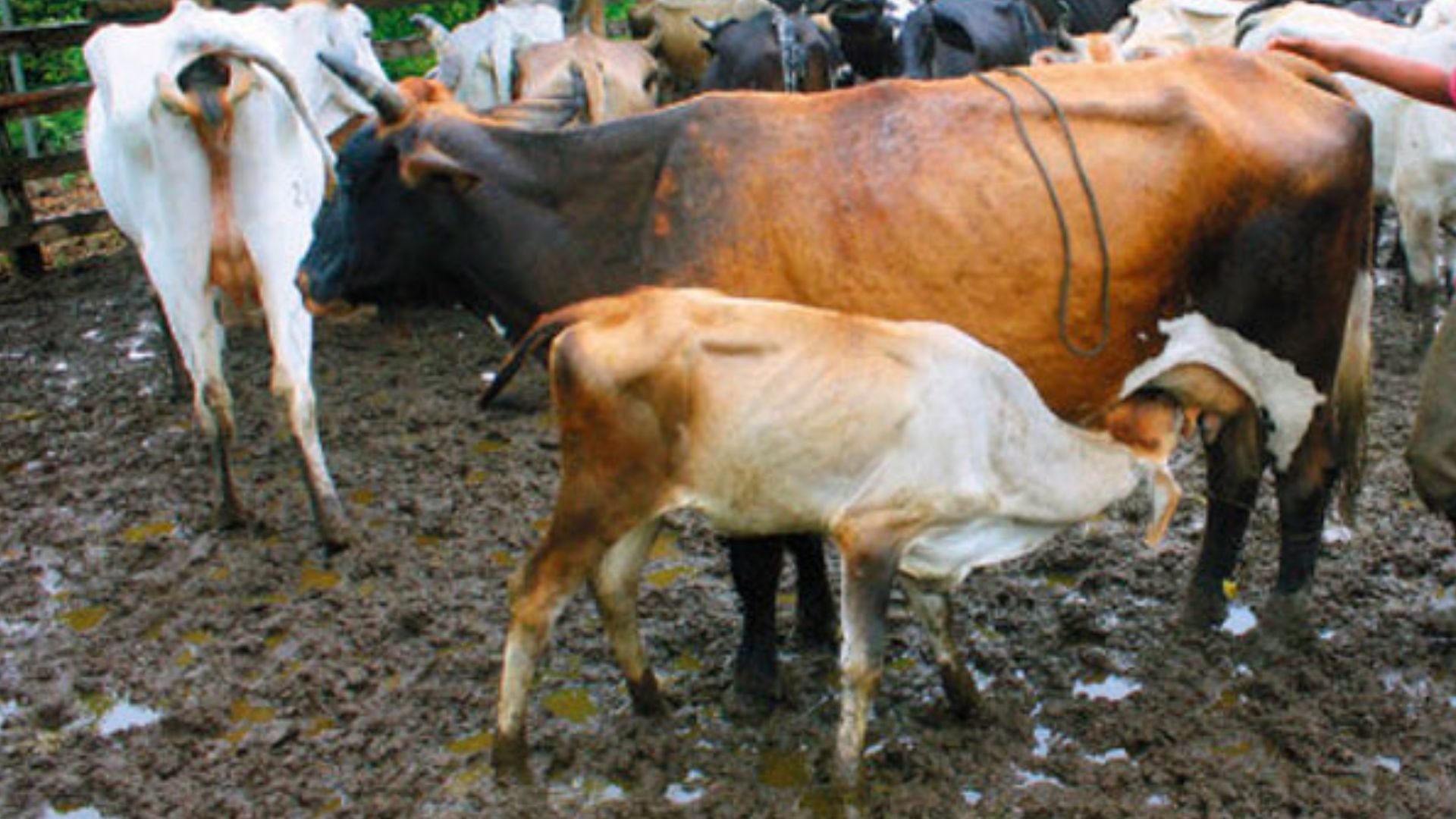 Ganaderos en Choluteca alertan ataque de animal que devora ganado: ¿Chupacabras?