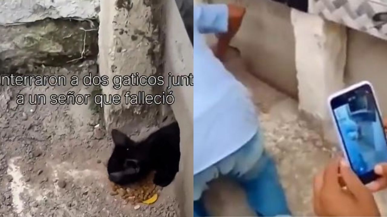 VIDEO: Entierran vivos a dos gatos junto a su dueño