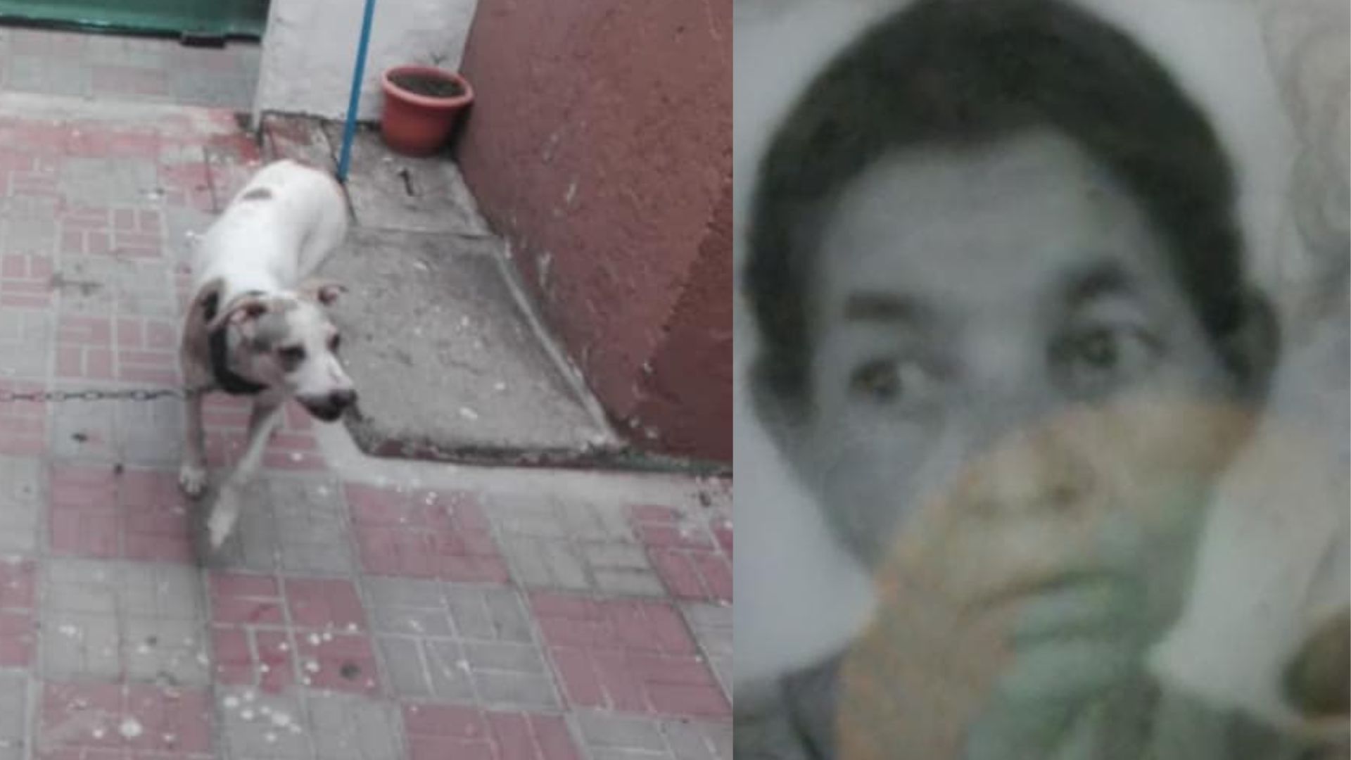 'Luchó por vivir': hondureña muere tras ser atacada por el perro de su vecino