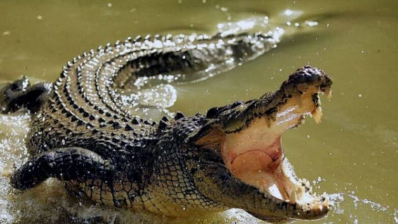 Hallan restos humanos en cocodrilos sacrificados tras desaparición de niña