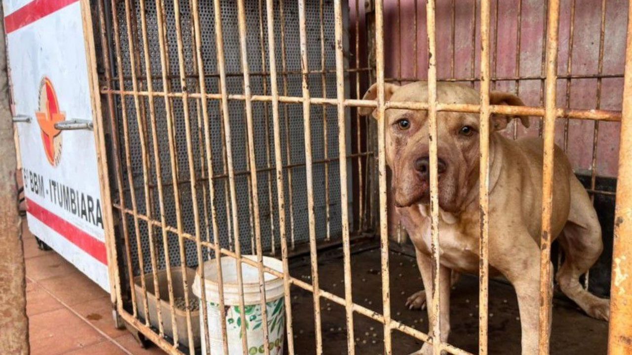 Niño de 4 años muere tras ser atacado por pitbull recién adoptado por la familia