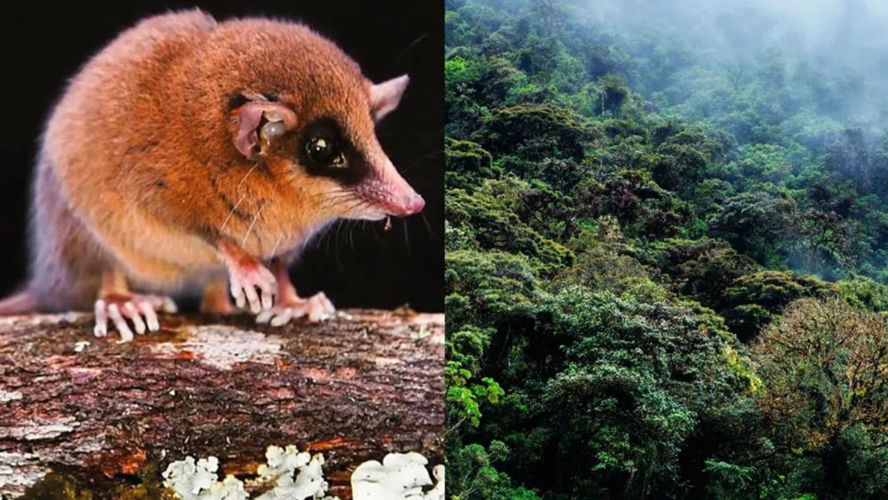 Hallan nueva especie de marsupial en la Amazonía de Perú