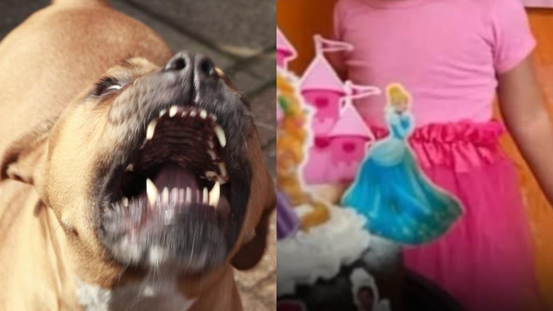 'Mi princesa, es una desgracia': pitbull devora a niña de 2 años tras su cumpleaños