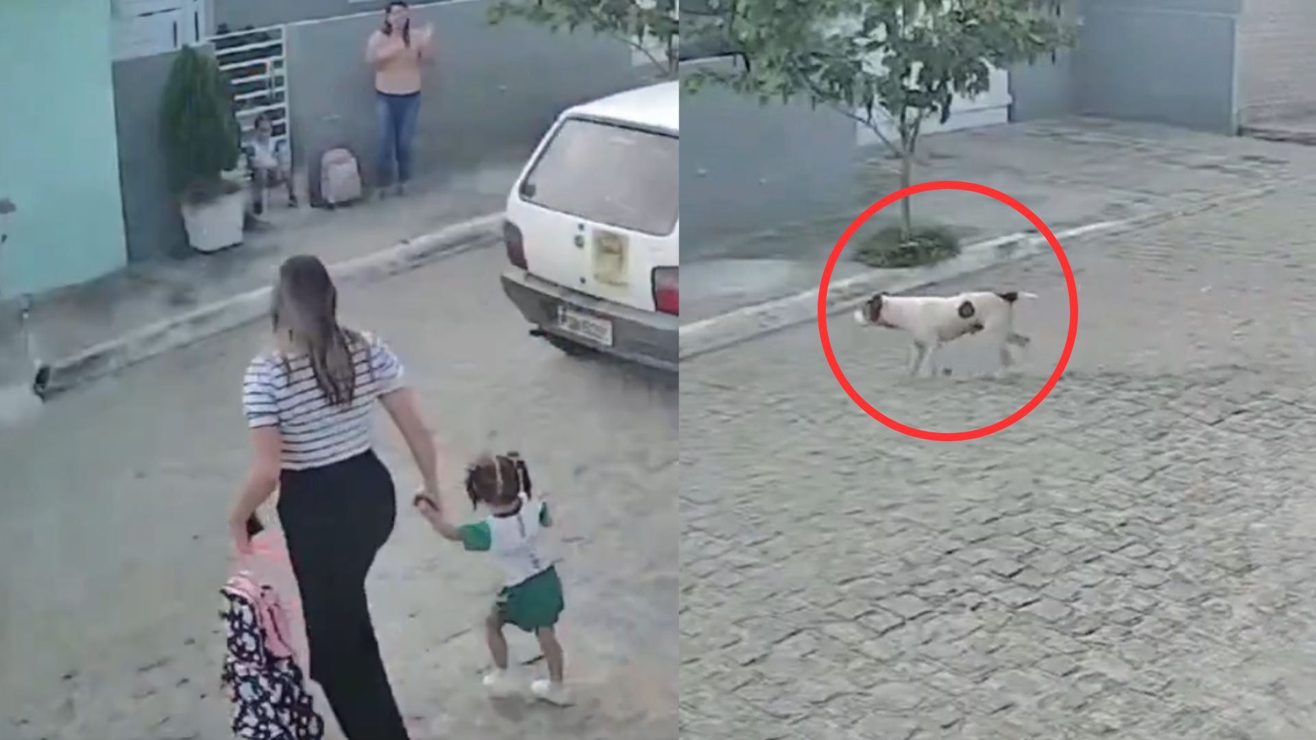 VIDEO: 'Mami, mi brazo', pitbull ataca a niñas que esperaban el bus de la escuela