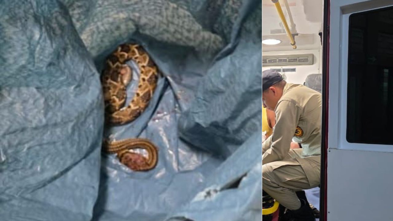 Serpiente cascabel muerde a niña de 2 años en Francisco Morazán: esto se sabe