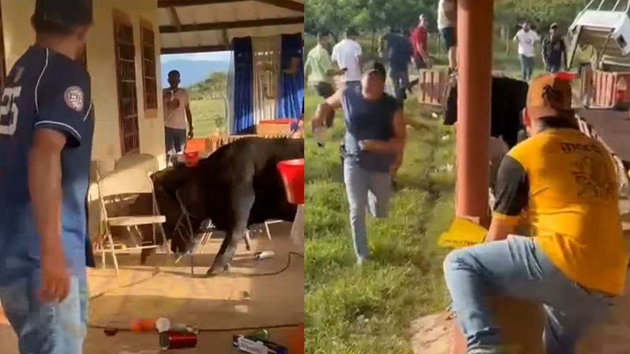 Cumpleaños al estilo olanchano: Toro enfurecido irrumpe fiesta en Catacamas