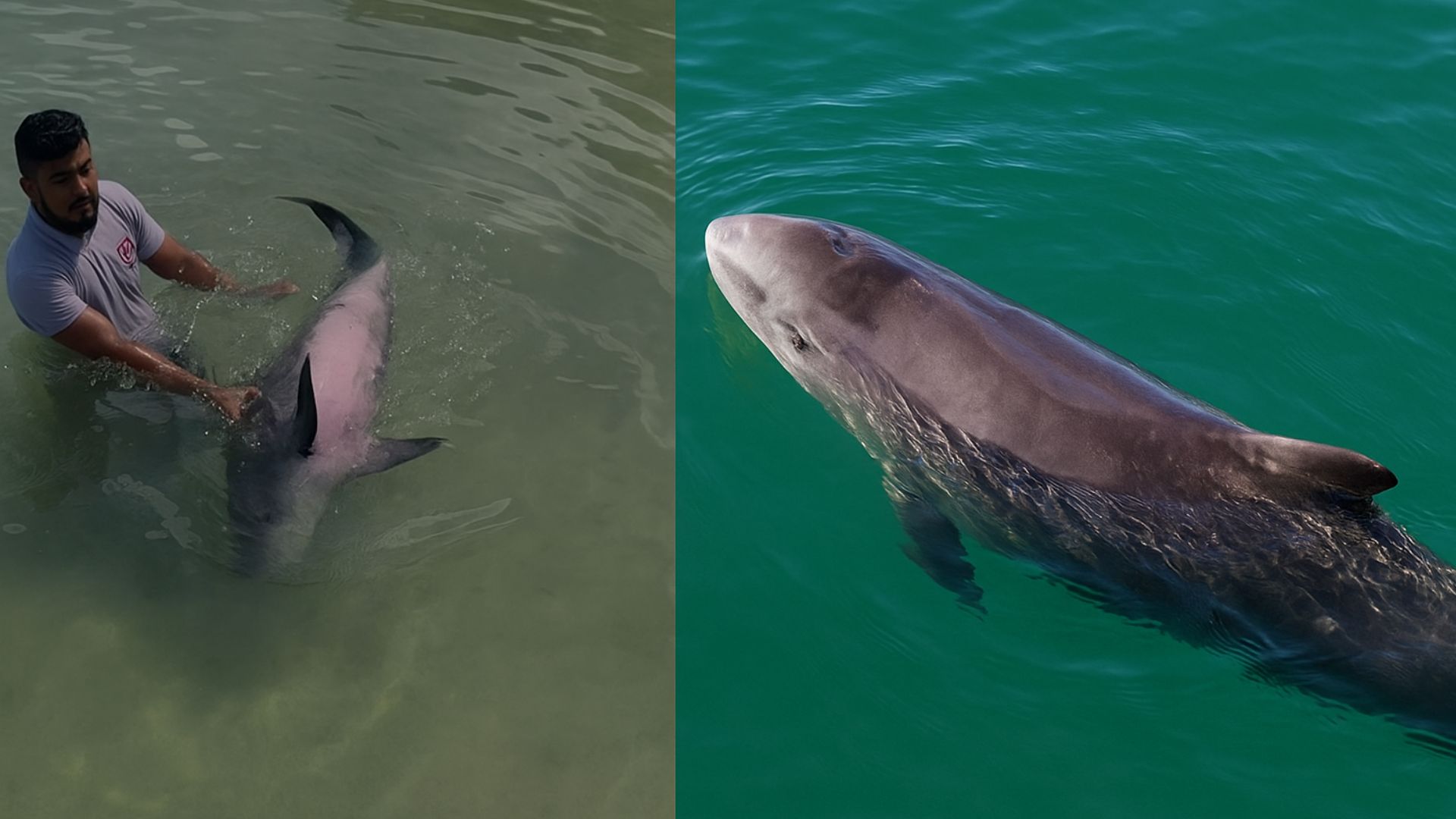 Muere un cachalote enano en Utila: revelan lo que encontraron en su estómago