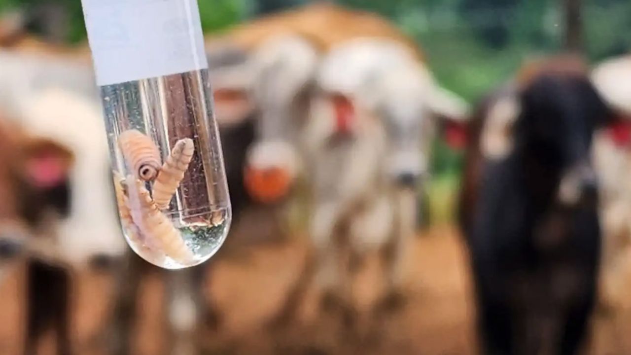 Honduras ha reportado unos 2,500 casos de gusano barrenador en animales en 2025