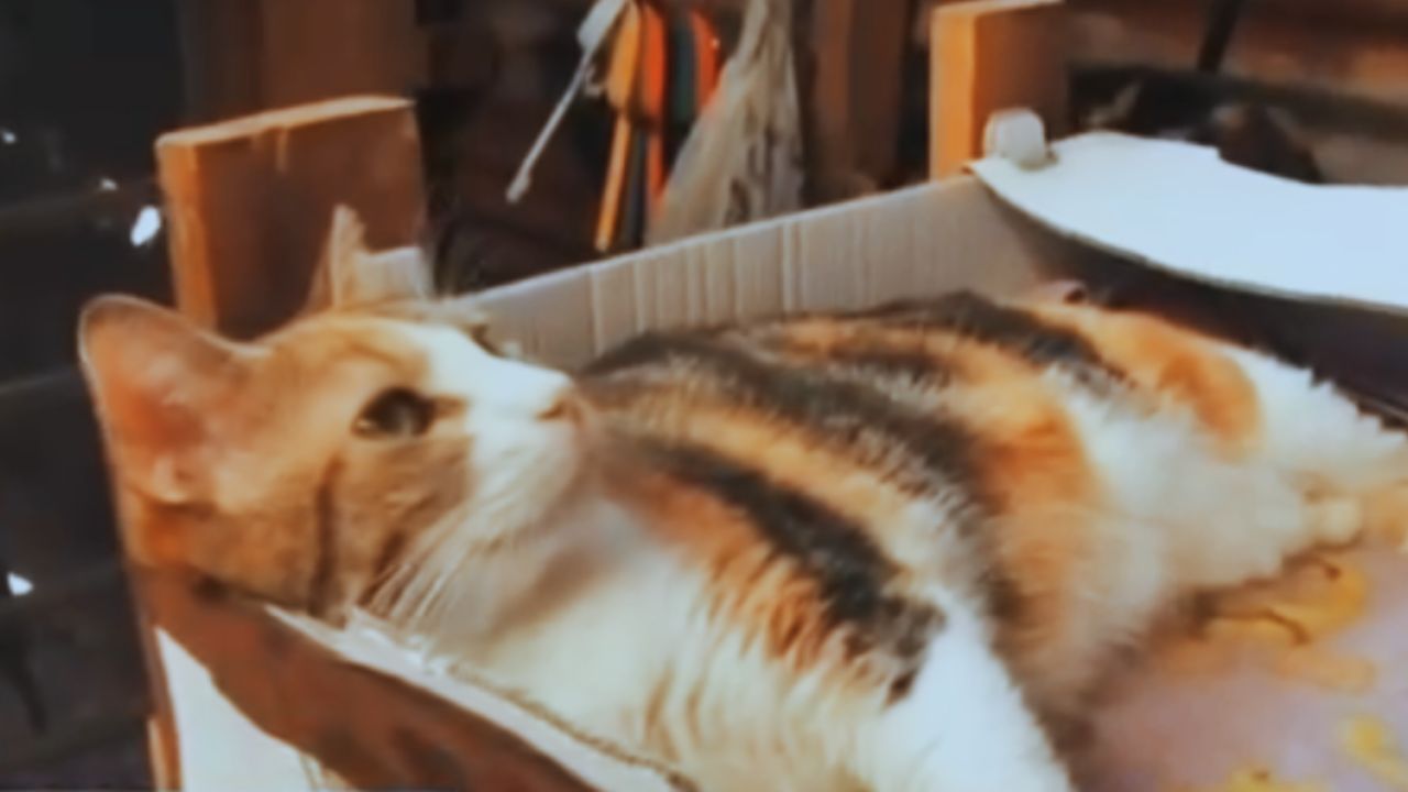 'Todo por una gata': Rescatista pide apoyo para alimentar a 90 gatos en refugio