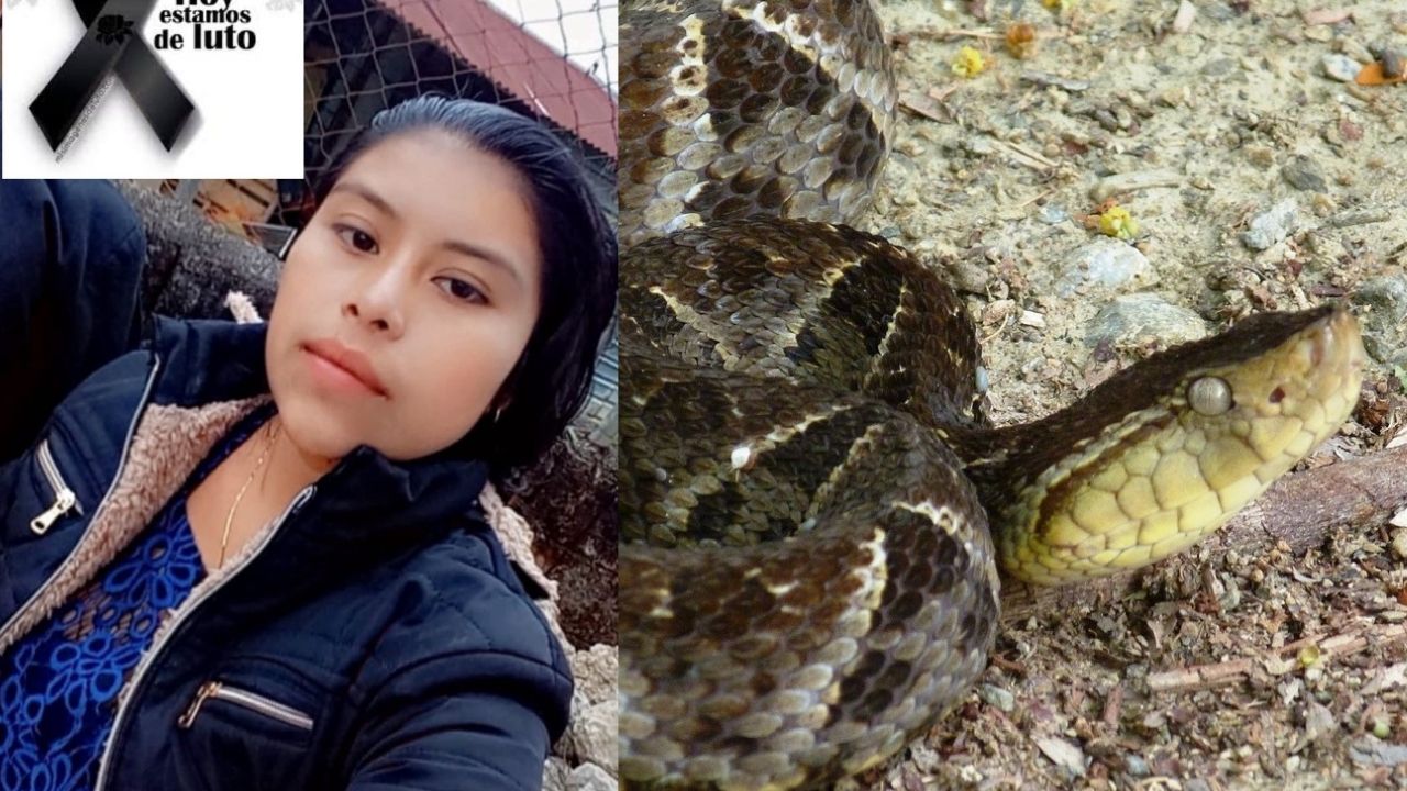 Muere joven tras ser mordida por barba amarilla al abrir la puerta de su casa