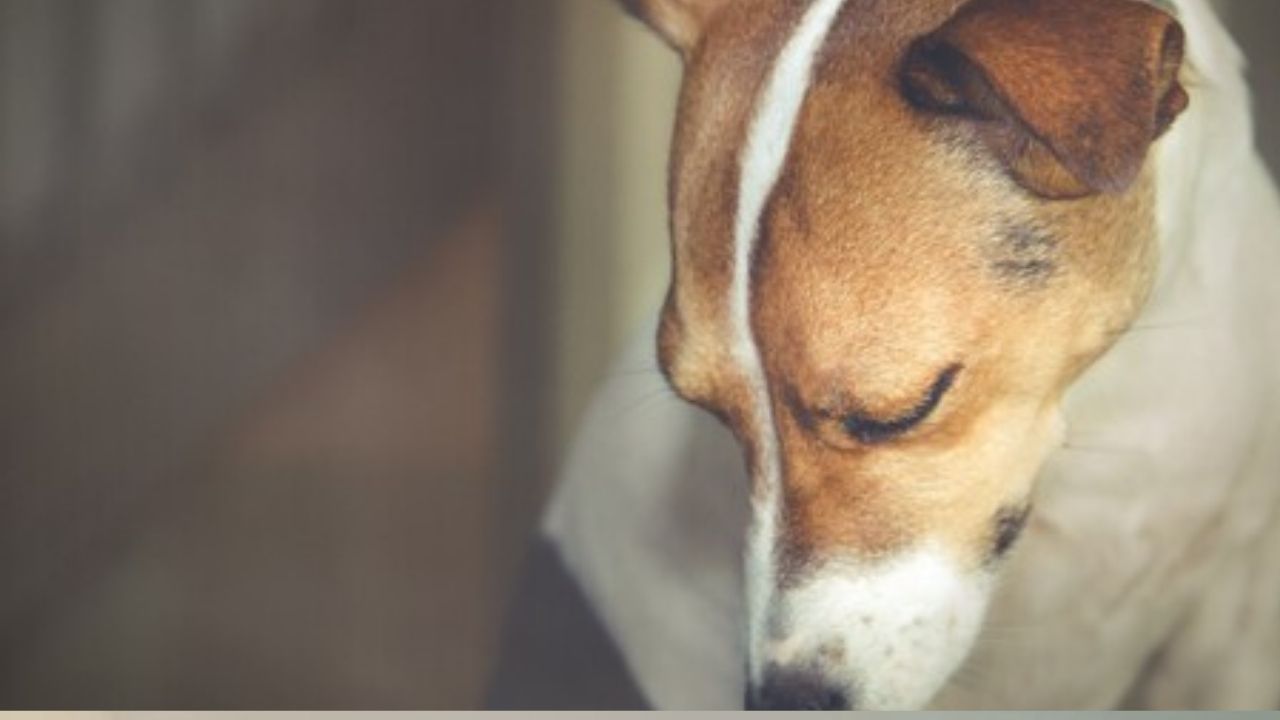 '1000 años de cárcel': la indignación por hondureño que mató a tres perros en Comayagua