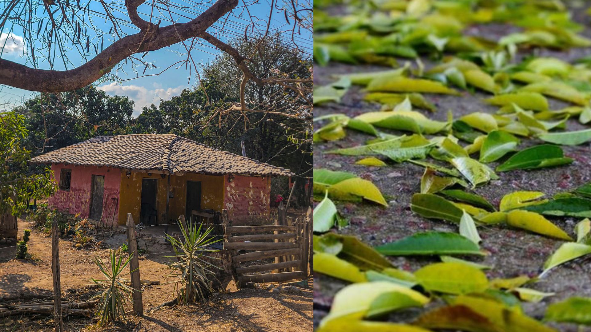 Muere menor en Comayagua tras atragantarse con hojas: tenía hambre