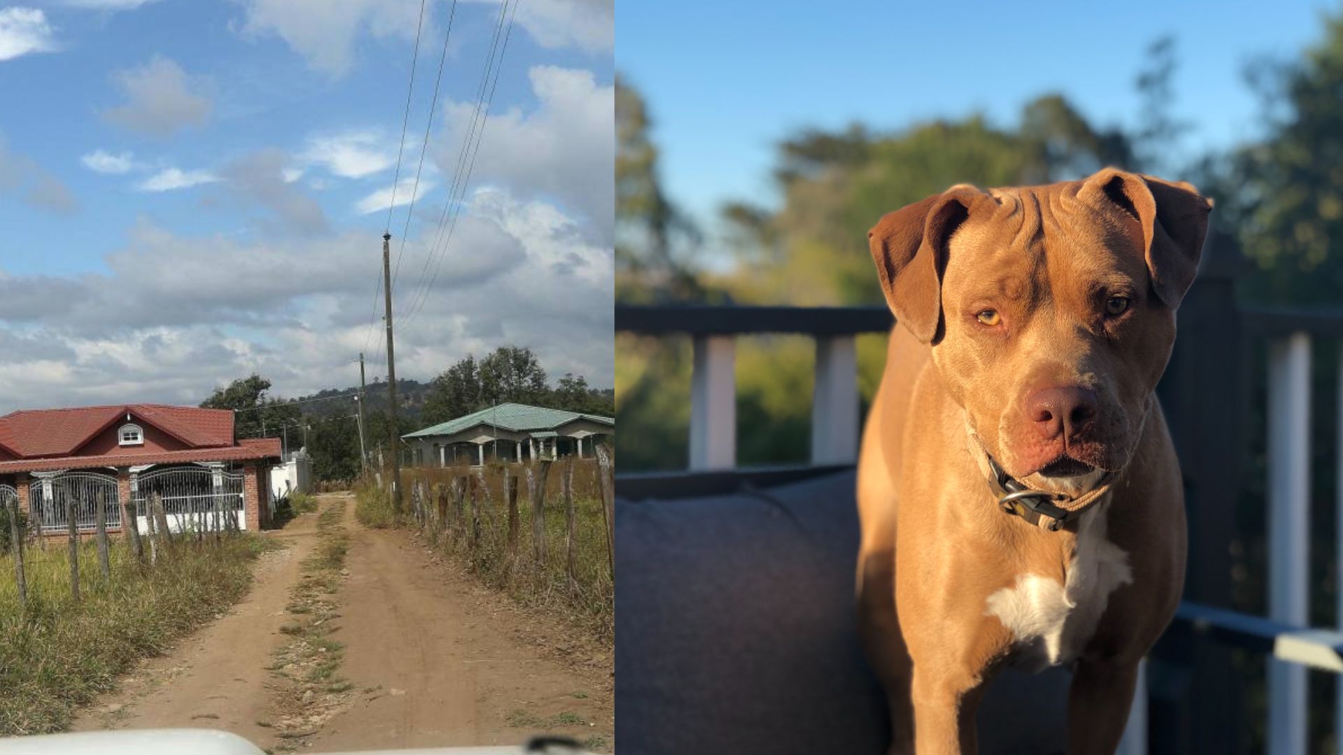 'Tenía mordidas en el cuello': niña hondureña muere tras ataque de perro callejero