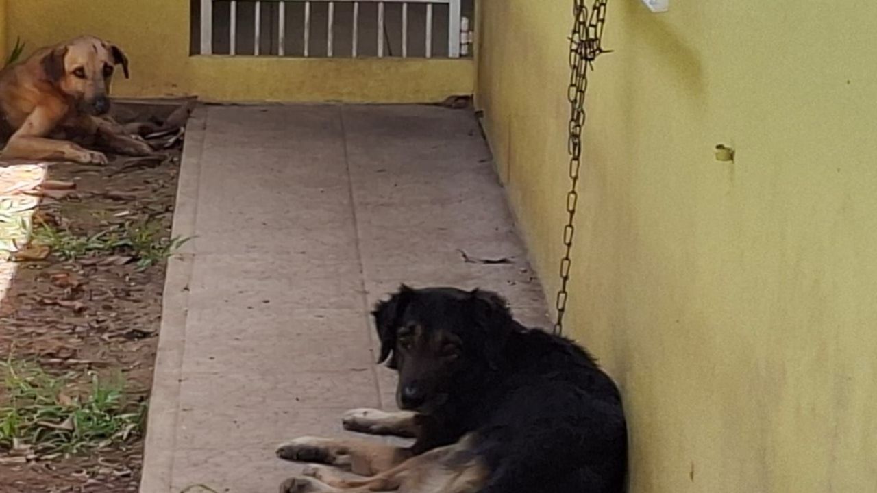 Imagen de Maestro muere tras ser mordido por sus propios perros en La Ceiba, según su hijo