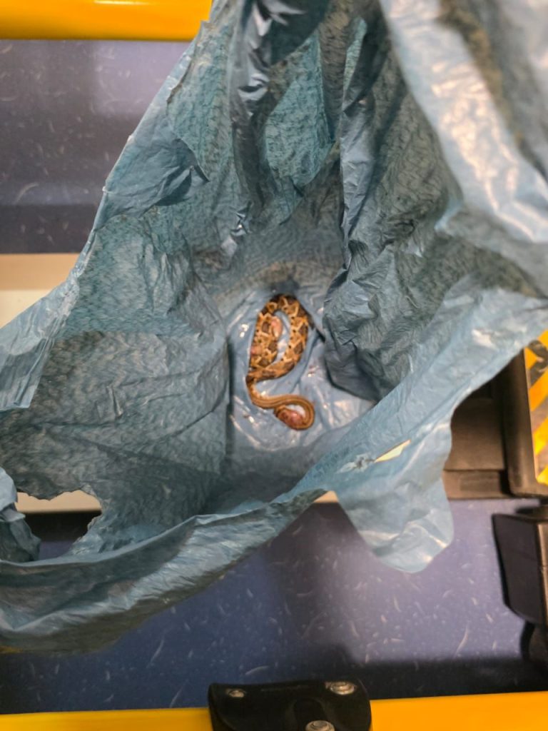 Serpiente en una bolsa