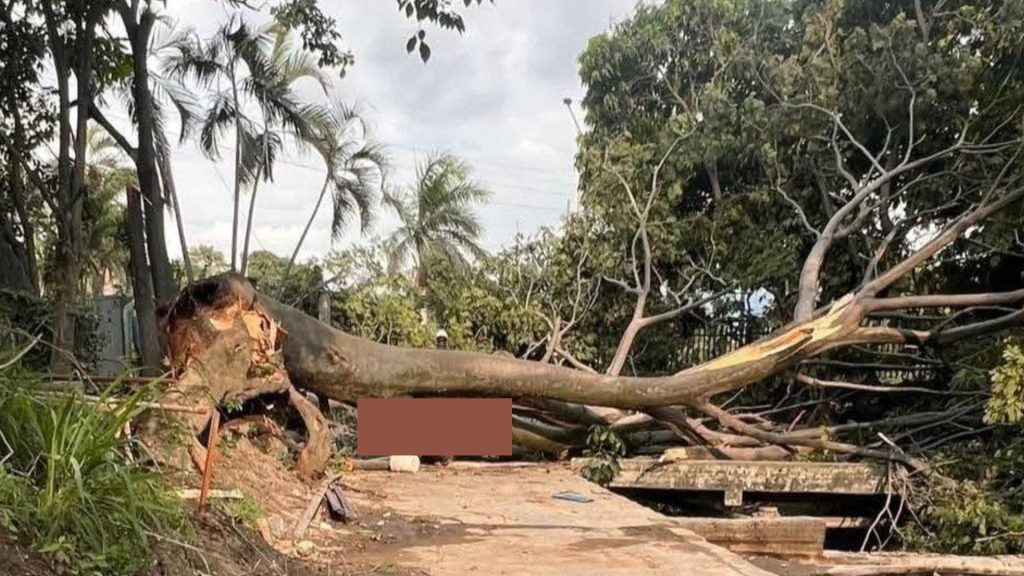 Imagen de cuerpo de nota