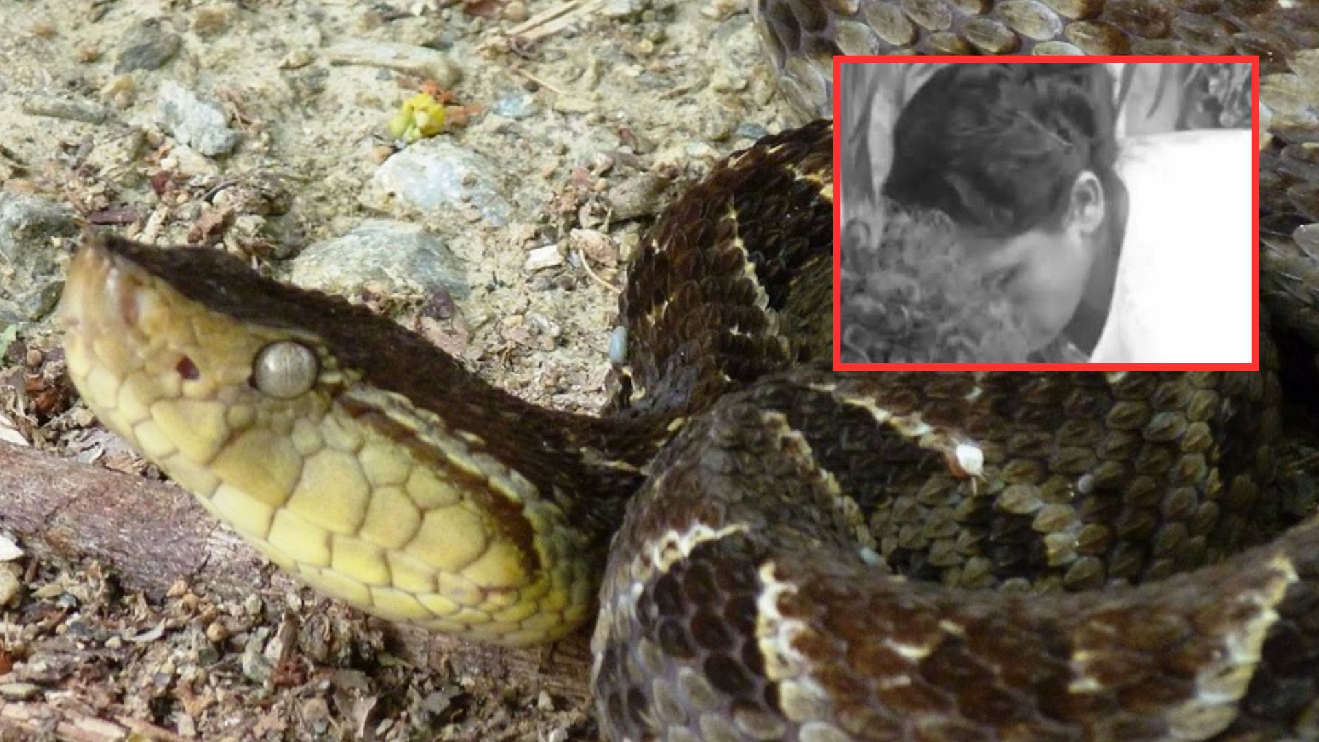 'Lo llevaron a una curandera': adolescente hondureño muere tras mordedura de serpiente