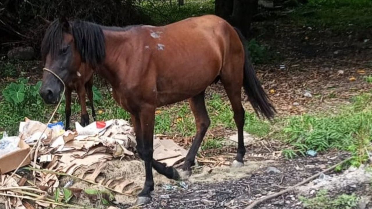 'Es un peligro': graban a hondureño abusando de yegua que había desaparecido