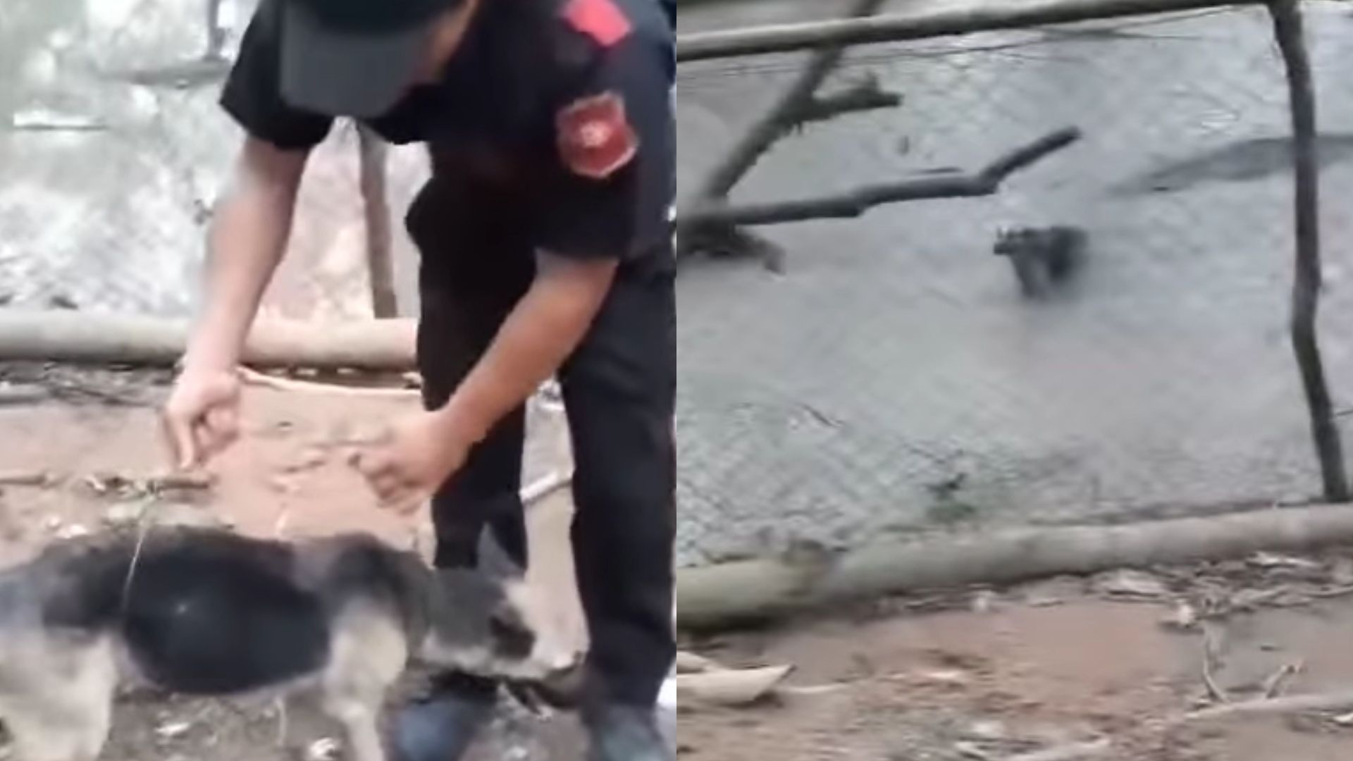 VIDEO: 'Apurate, tiralo', guardia de seguridad castiga a perro en cocodrilera en Cortés