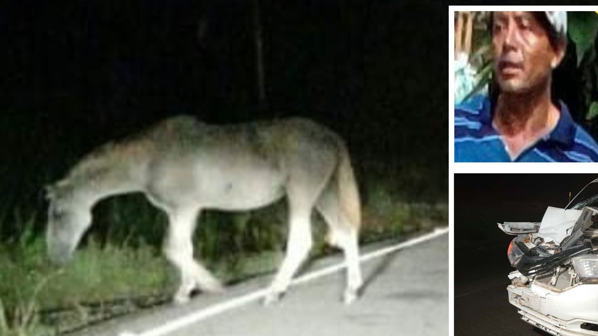 '¡Ayúdennos!': hombre muere junto a su caballo tras brutal accidente en la CA-5