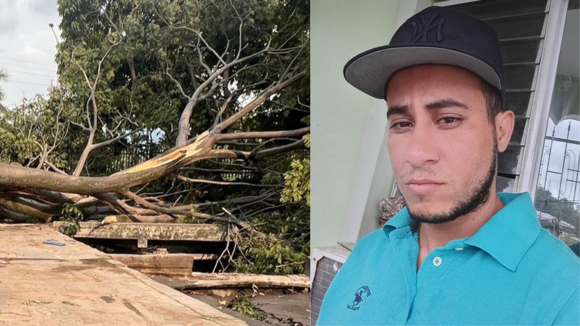'¡Auxilio, por favor!': así fue como hondureño murió tras caerle árbol encima