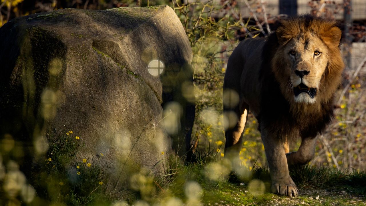 Vídeo sensible: Leones atacan a su cuidador en un zoológico, ¿sobrevivió?
