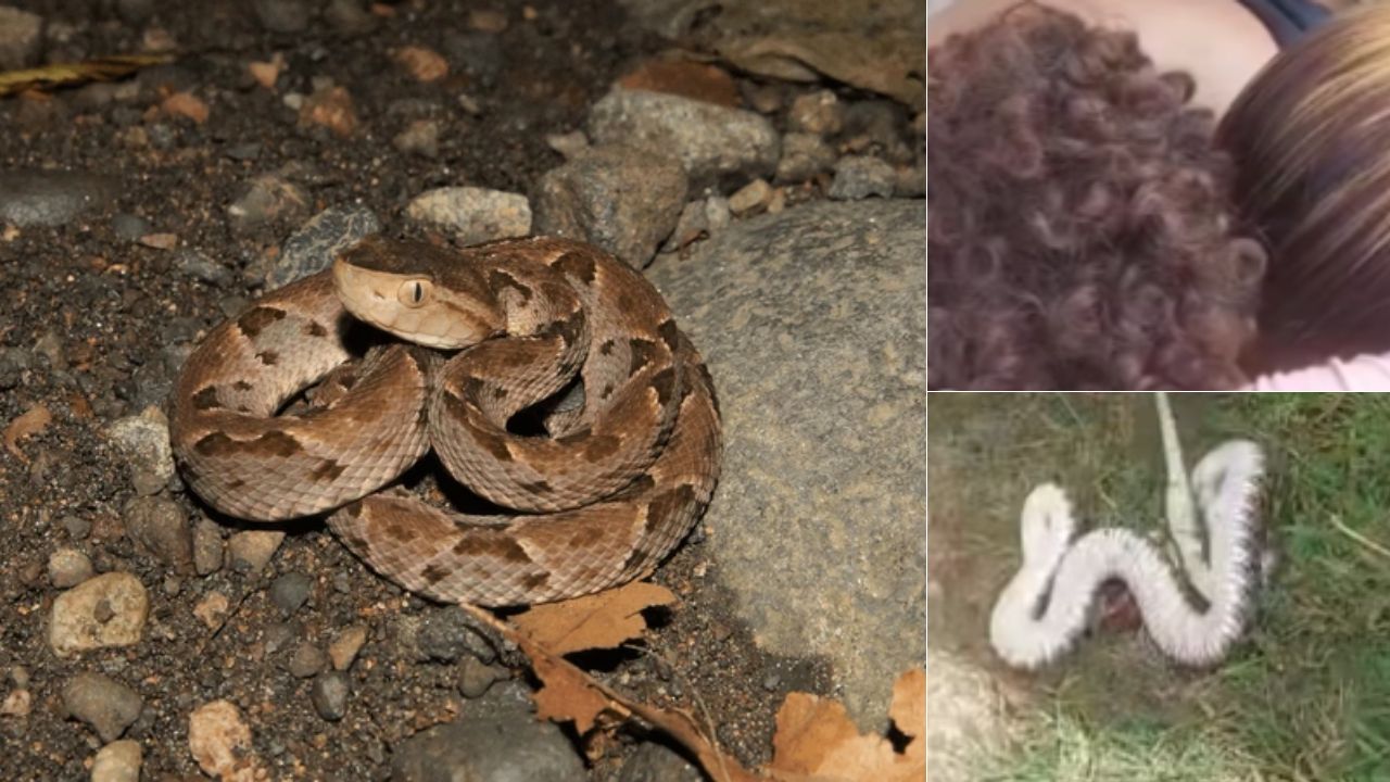 VIDEO: Últimos minutos de menor hondureño que murió tras mordedura de serpiente