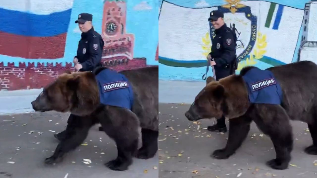 Extraño 'agente': Policía adopta a un oso y ahora es patrullero de las calles