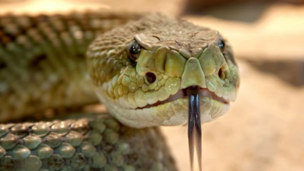 Mujer acusa a su esposo y suegros de intentar matarla con serpiente venenosa