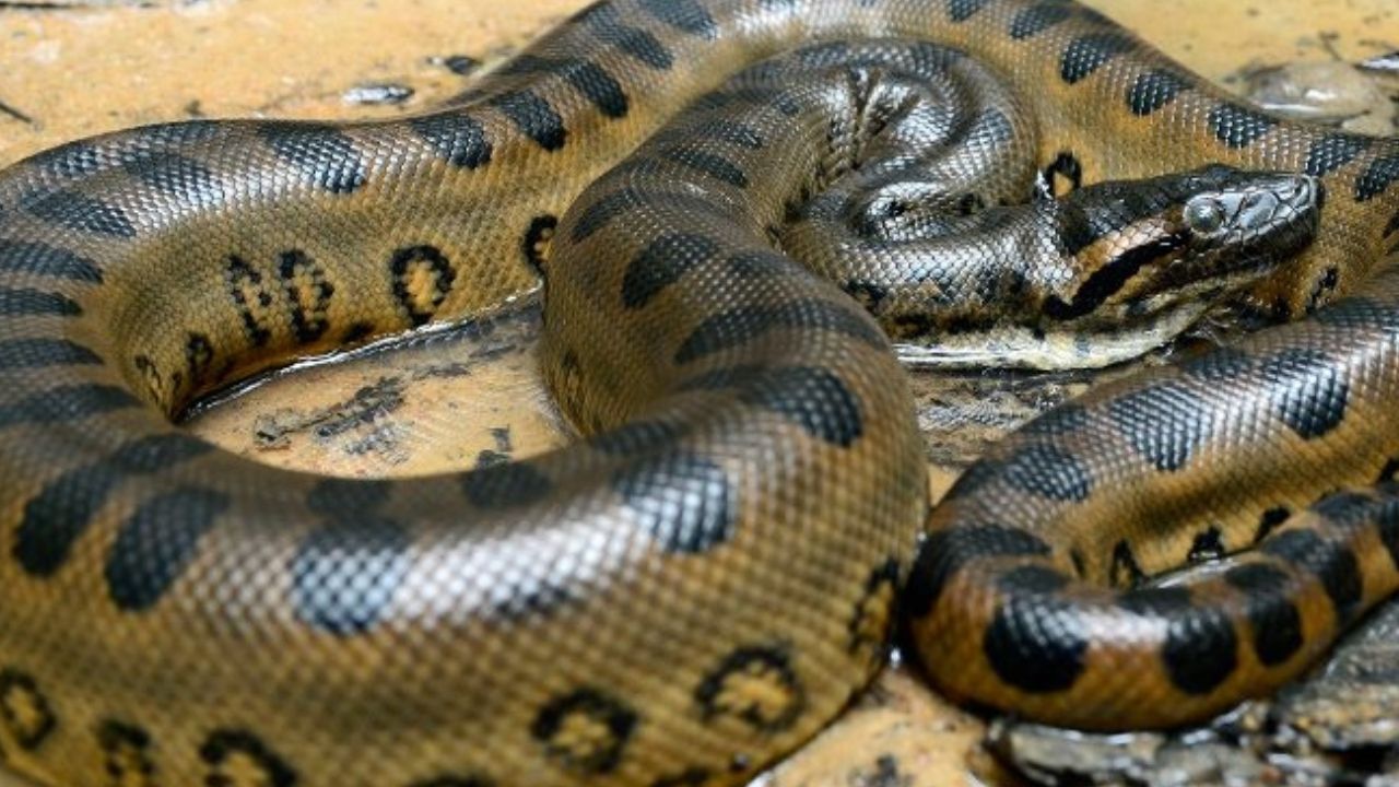Graban cuando gigante anaconda se enrolla en campesino y lo asfixia