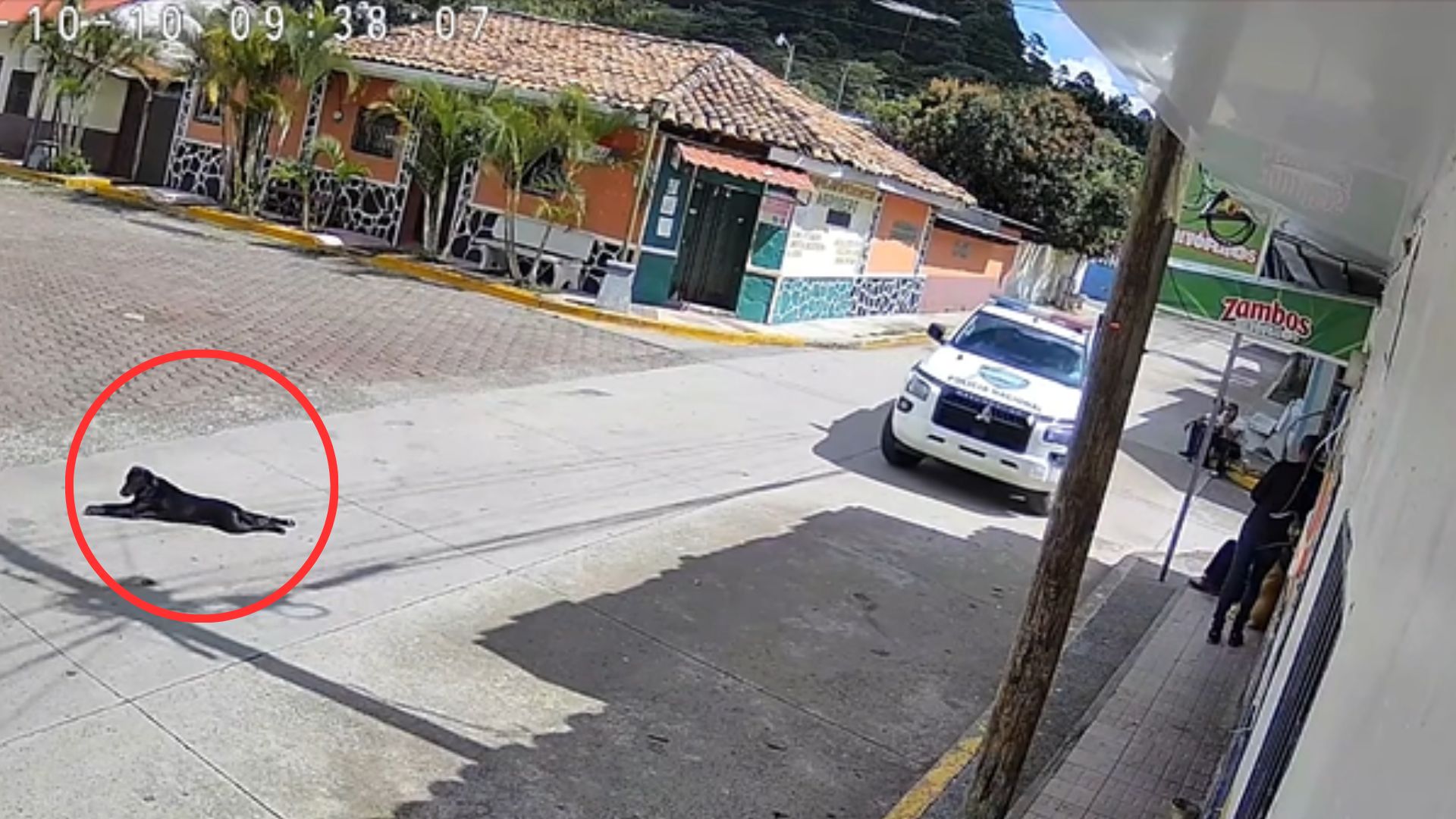 VIDEO: 'No hacía daño', patrulla policial atropella a perro en San Buenaventura