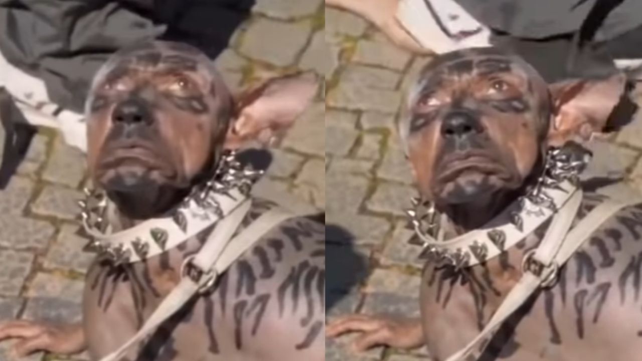 ¿Real o falso? graban transformación de supuesto brujo a animal