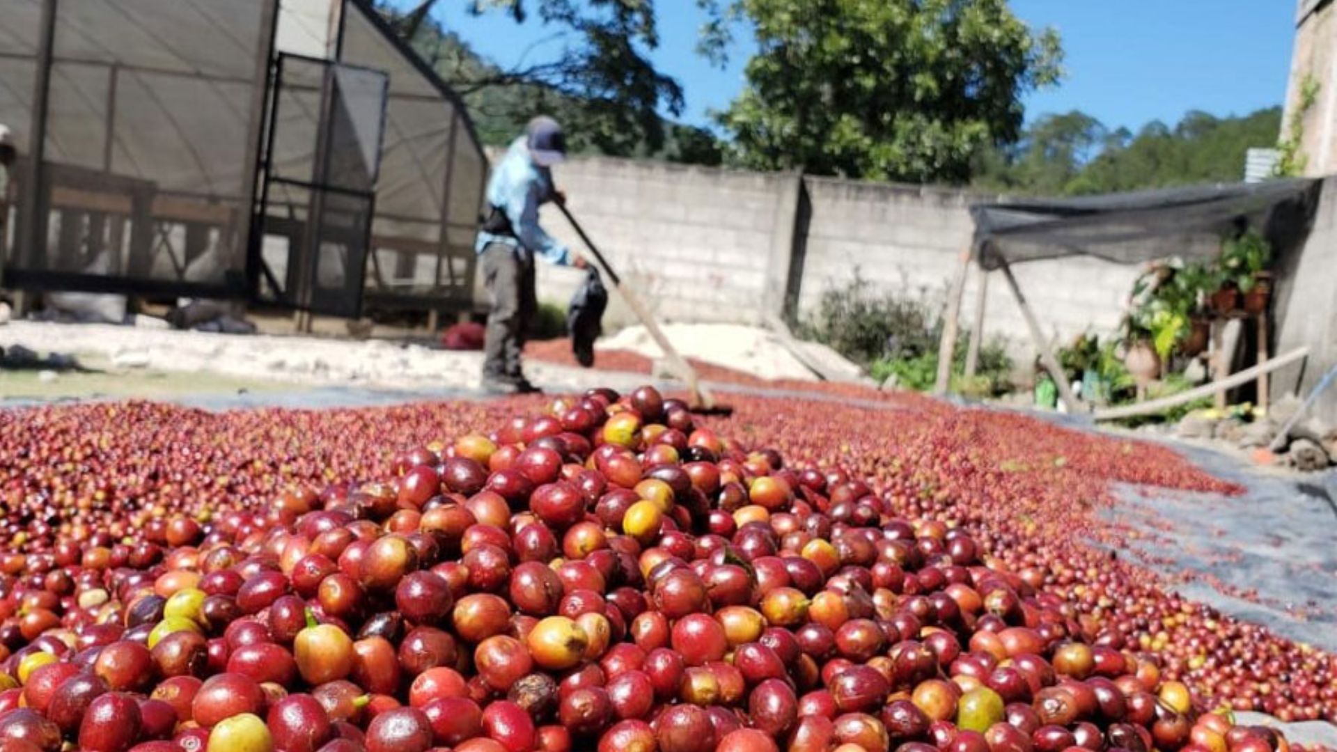 El déficit comercial de Honduras cae un 10.5 % en 2025 por impulso del café