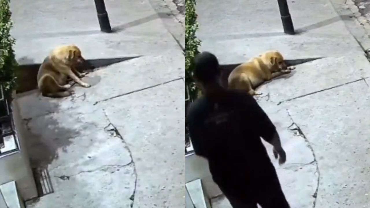 'Venga': Cámara captó a hombre abusando de perrita en plena calle