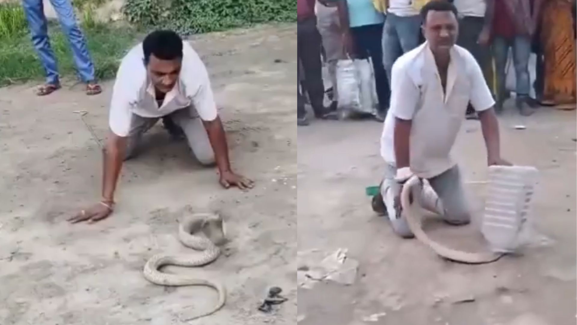 VIDEO: 'Lo mordió', hombre muere tras intentar capturar una cobra