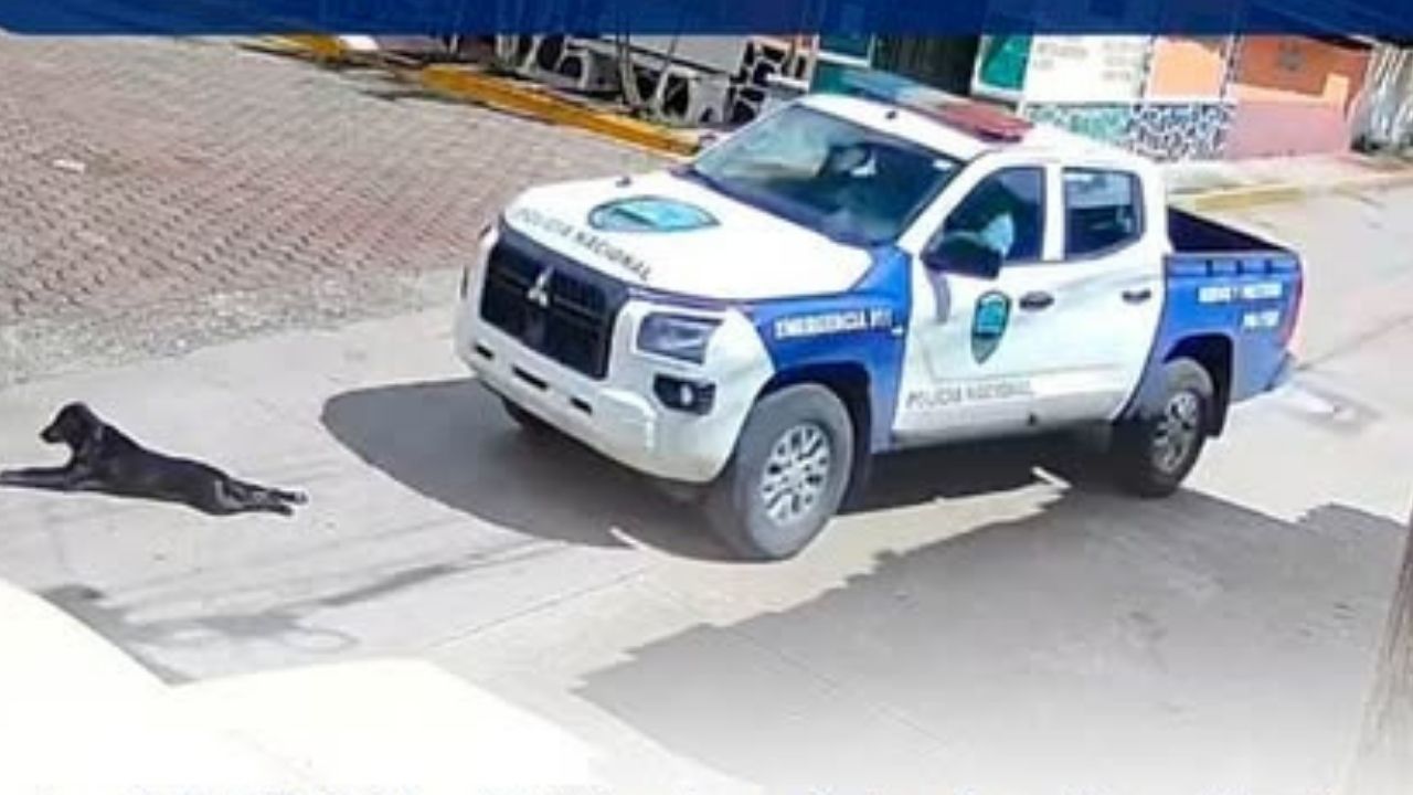 Patrulla policial arrolla a perro  y se abre nueva investigación