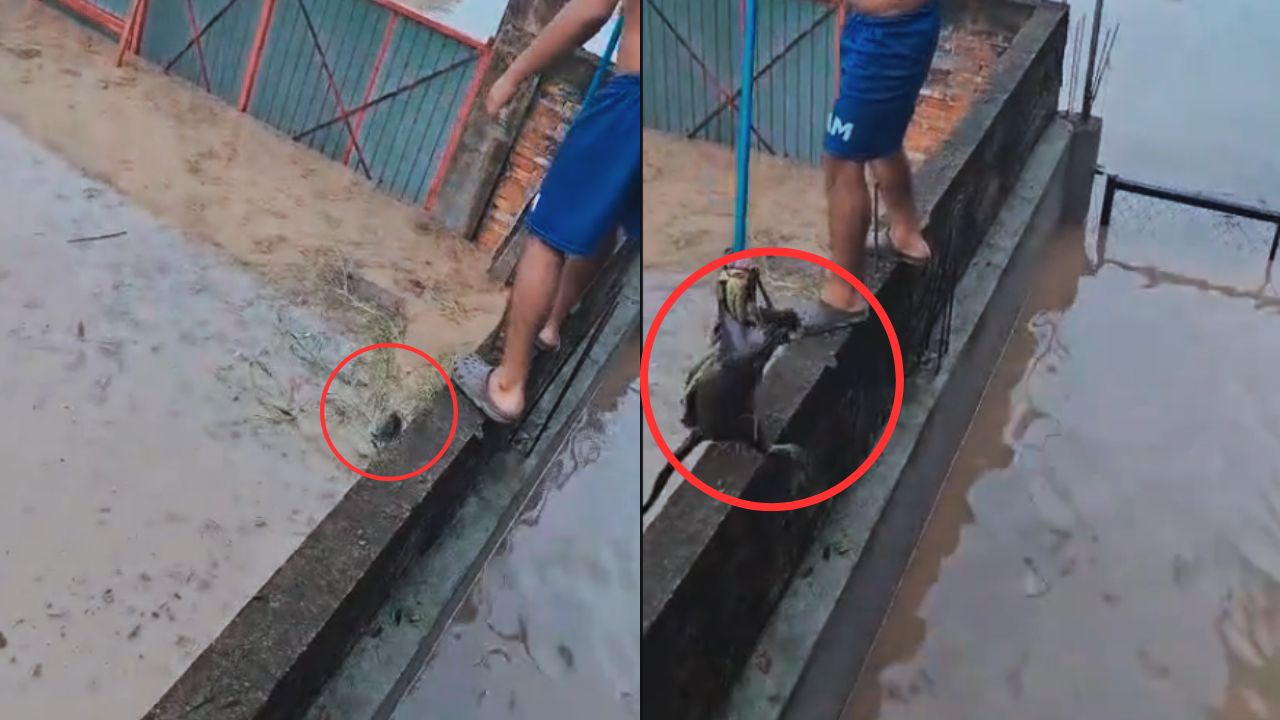'Bendito ese niño': Menor se arriesgó y salvó a un gatito durante una inundación